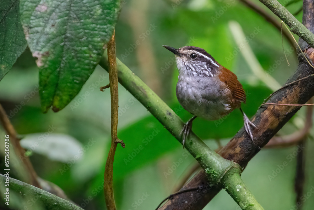 Gray breasted Wood wren (henicorhina leucophrys). Curious bird in the forest