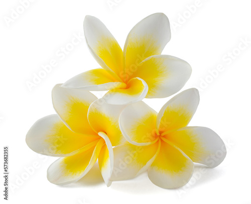 Frangipani flowers group