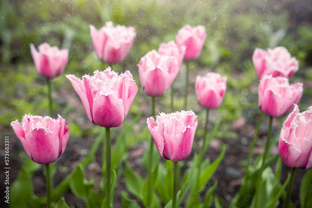 large pink tulip flowers in the garden in spring