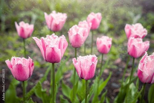 large pink tulip flowers in the garden in spring © Leka
