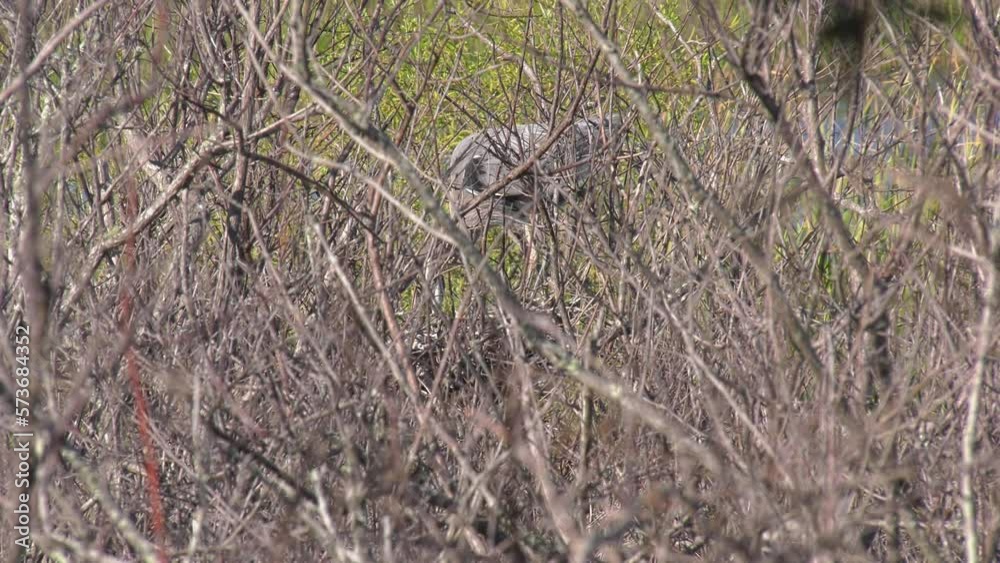 Great Blue Heron bird hidden behind trees tends to it's eggs in a nest Great Blue Heron bird hidden behind trees tends to it's eggs in a nest