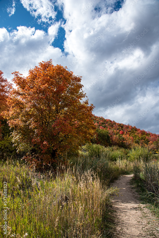 autumn trees on the trail autumn trees on the trail
