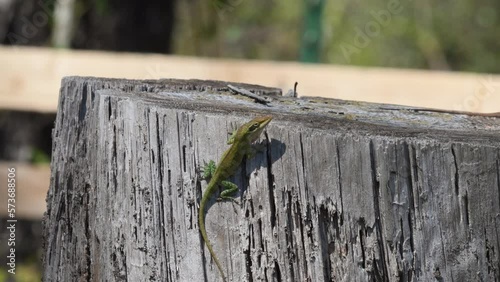 Green anole lizard showing his dominance and slowly changing colors photo