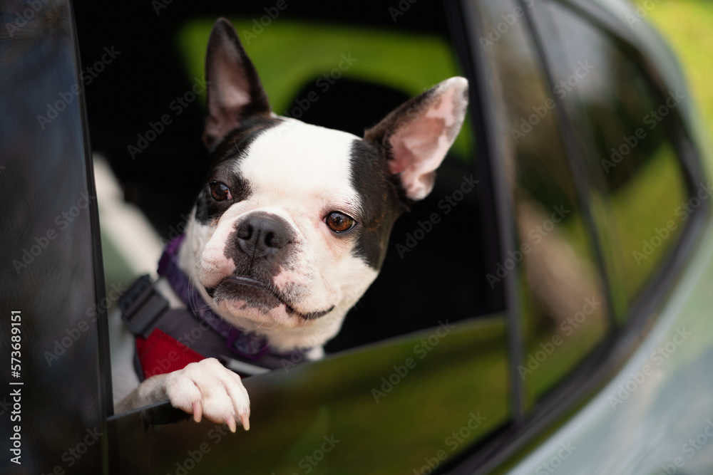 Boston Terrier dog with her head looking out of a rear car window. Her paw is on the open window.