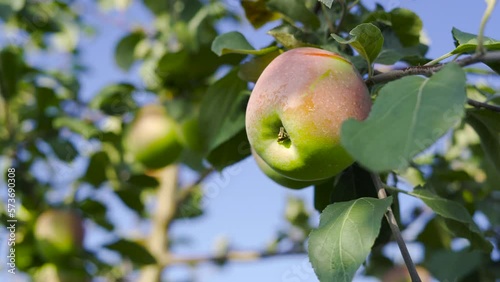 Red apple on a young apple tree on a tree orchard