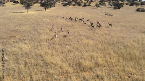 Springboks in the Kalahari 
