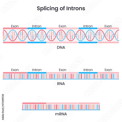 Formation of mature mRNA through splicing scientific vector illustration infographic