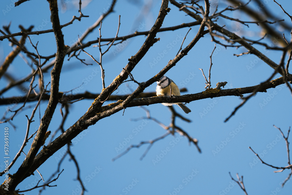 Tit on a tree Tit on a tree