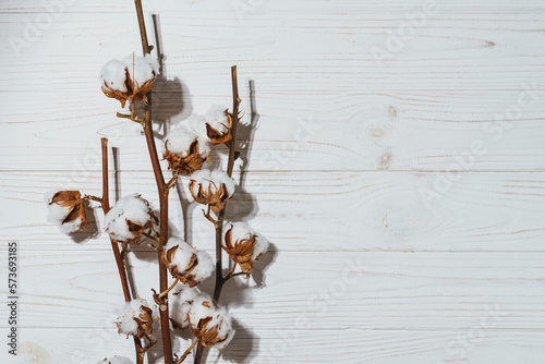 Cotton branch with dry flowers, close up. Concept of eco friendly background