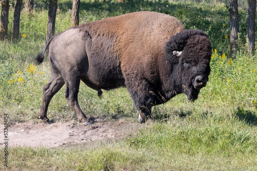 side profile of standing bison