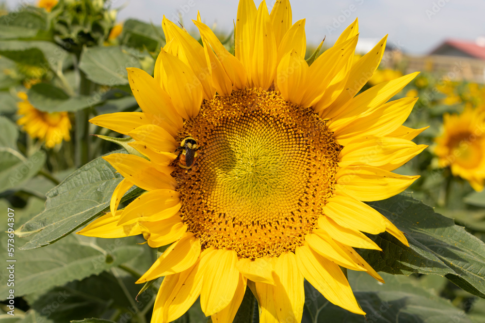 Obraz premium sunflower and bee