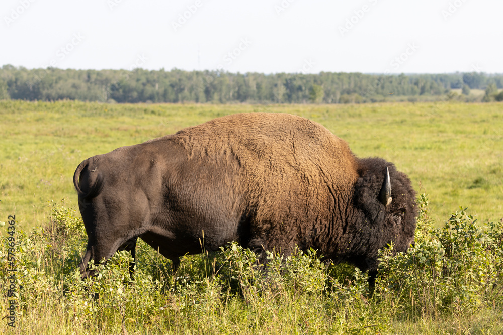side profile of buffalo grazing in the field