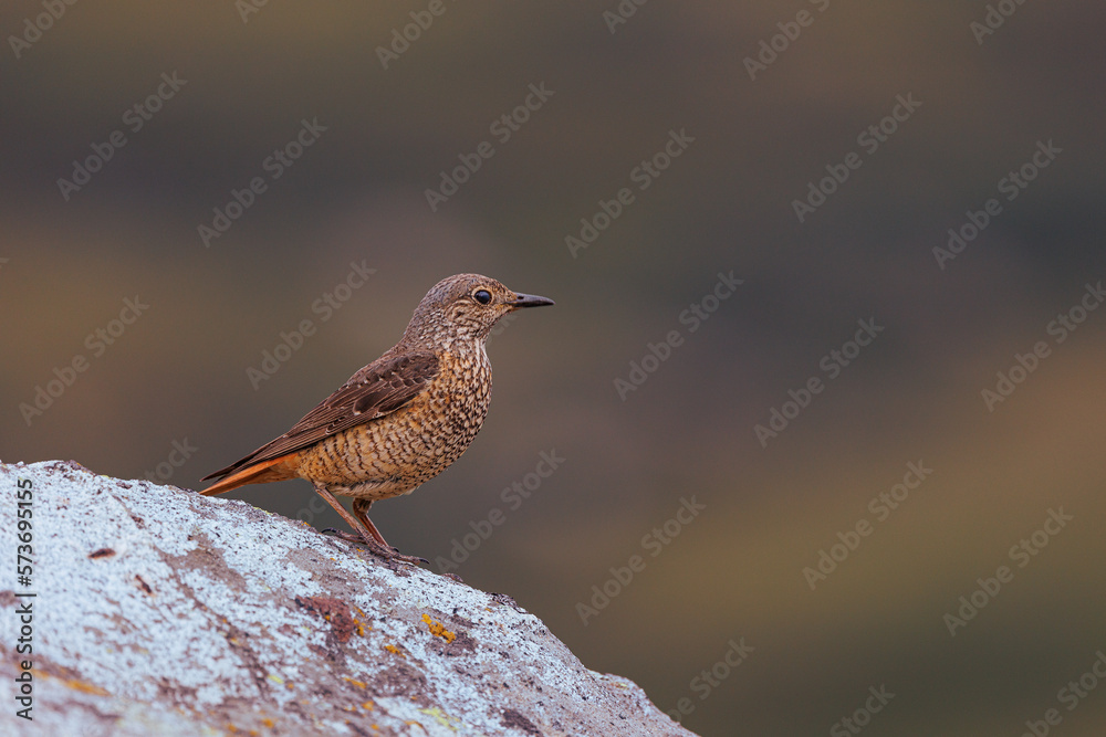 Rufous-tailed rock thrush.- Monticola saxatilis