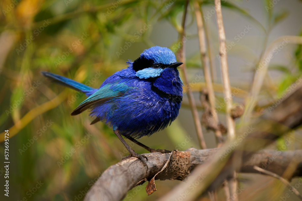 Naklejka premium Splendid Fairywren - Malurus splendens passerine bird in Maluridae, blue wren found in Australia in arid and semi-arid regions, sexual dimorphism, male is small long-tailed bird of bright blue.