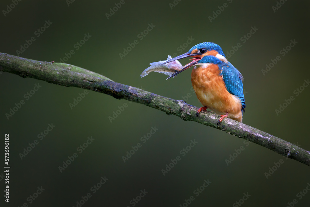 Obraz premium The common kingfisher - Alcedo atthis, also known as the Eurasian kingfisher and river kingfisher