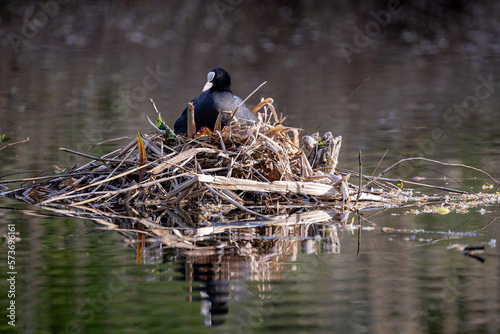 Photography Eurasian coot, Gardens of Charlottenburg Palace