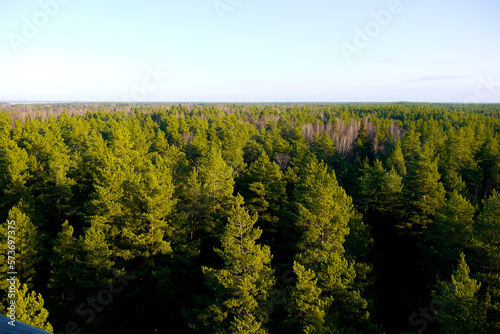 The nature of Latvia, a walk and a trip to the forest, a view of the surrounding nature from the observation tower