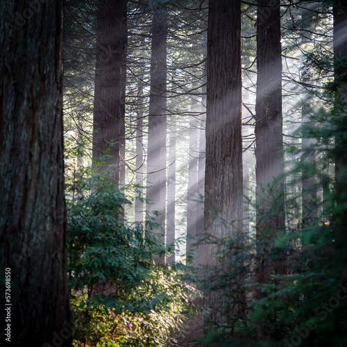The amazing misty forests of United Kingdom shot in Feb 2023
