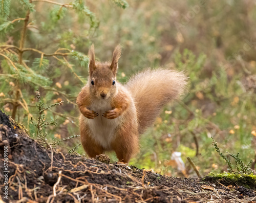 curious squirrel in the forest