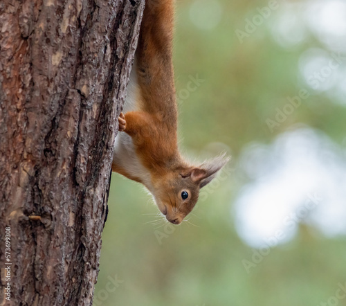 squirrel on tree © Sarah
