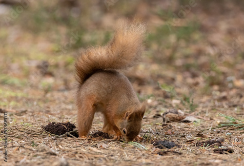 red squirrel in the forest burying a nut