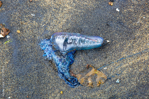  Close up of purple-blue jellyfish on the beach, view from the top.Physalia physalis,Portuguese man o' war