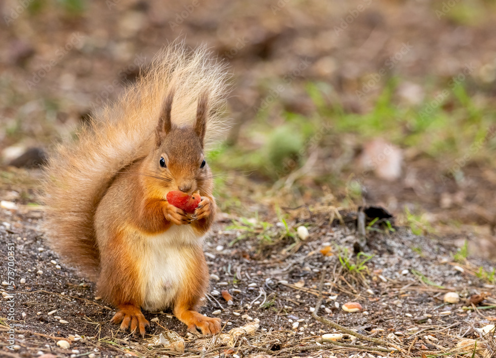 scottish red squirrel eating an apple scottish red squirrel eating an apple