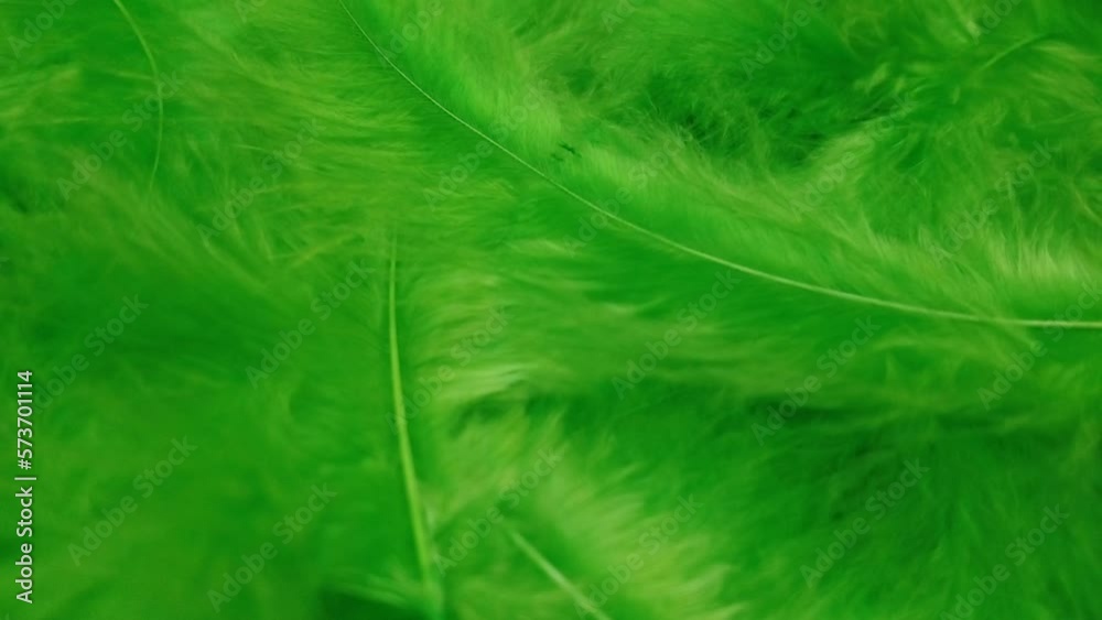 Green feathers closeup. Plumage with soft wind motion. Green feathers closeup. Plumage with soft wind motion.