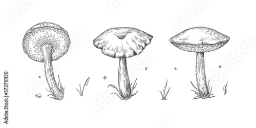 Collection of different realistic edible mushrooms in monochrome style. Set of various engraved seasonal fungi vector graphic illustration. Types of vegetarian organic food for your design