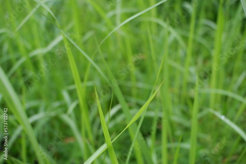 Grass at yard