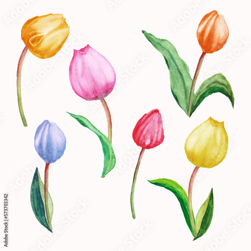 set of tulips