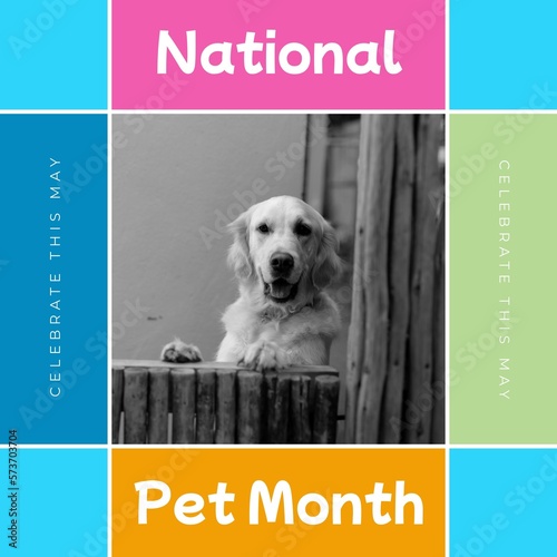 Composition of national pet month text over pet dog on colorful background