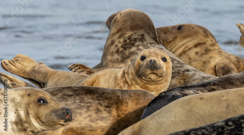 seals on pebble beach on Scottish coast enjoying the sunshine © Sarah