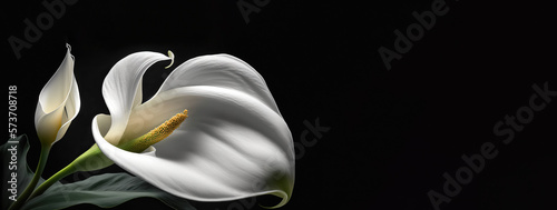 Fotografia White calla lily flowers on black background, death lily flower condolence card, funeral concept image