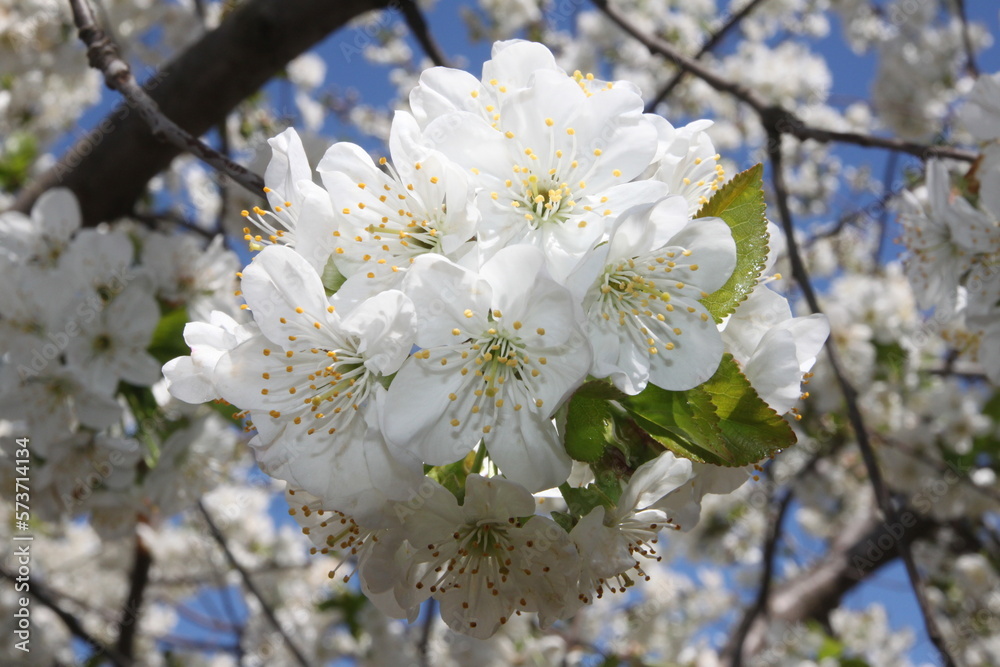 flower, spring, flowers, cherry, nature, white