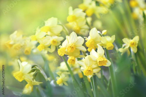 Spring blossoming light yellow and white daffodils in garden  springtime blooming narcissus  jonquil  flowers  selective focus  shallow DOF  toned