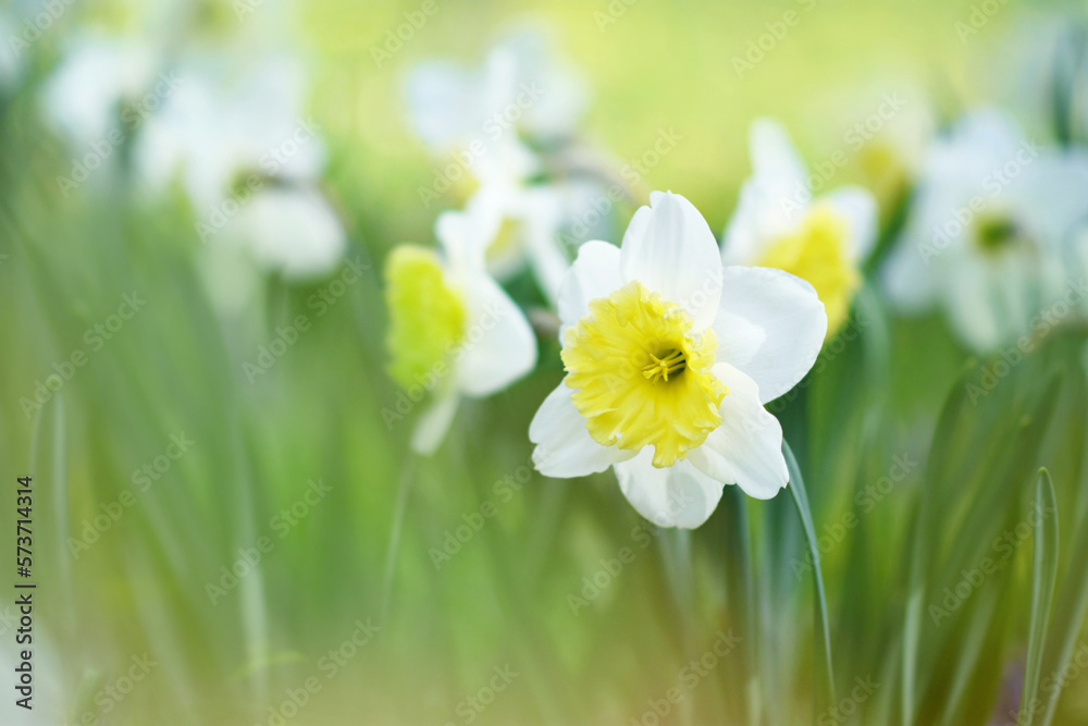 Spring blossoming light yellow and white daffodils in garden, springtime blooming narcissus (jonquil) flowers, selective focus, shallow DOF, toned Spring blossoming light yellow and white daffodils in garden, springtime blooming narcissus (jonquil) flowers, selective focus, shallow DOF, toned