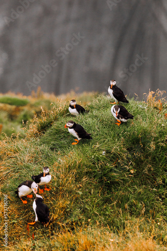 group of puffins on the cliff