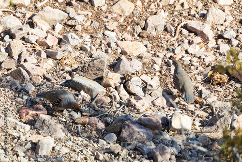 Common quail on rocky ground