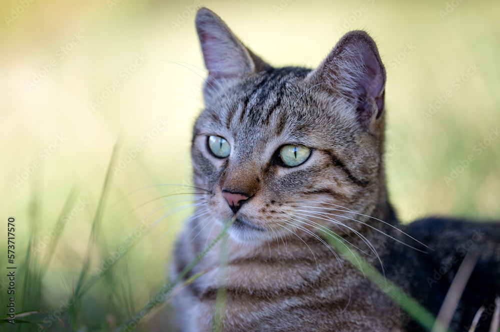 close-up of a cat on the grass looking far. green eyes.