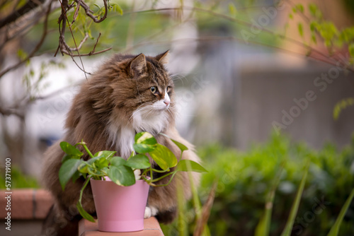 fluffy cat sitting in his terrace near a plant in a pink vase photo