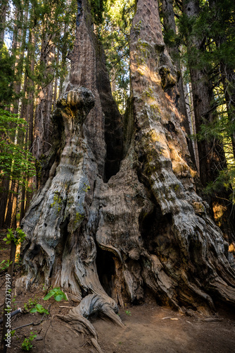 Hollowed Sequoia Tree in the Big Stump Area of Kings Canyon