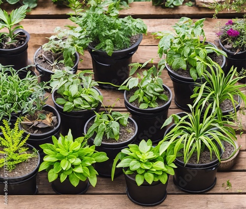 green plants in pots on wooden background