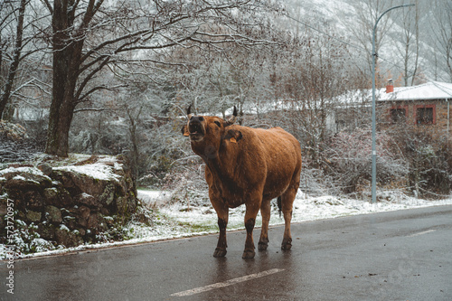 cow in snow on the road
