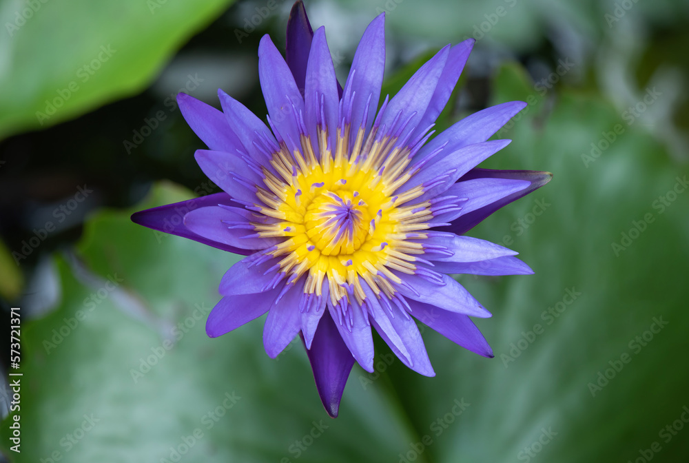 Water lily or Nymphaea nouchali lotus on nature background. Water lily or Nymphaea nouchali lotus on nature background.