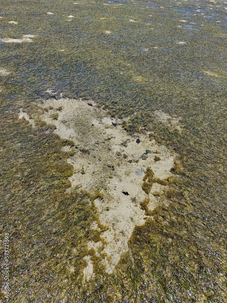 Phytoplankton on Madre Deus Beach, Bahia - Brazil. Phytoplankton on Madre Deus Beach, Bahia - Brazil.