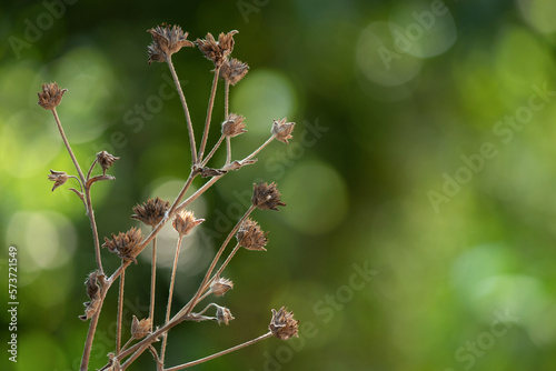 Elephantopus scaber dried flowers on nature background. photo