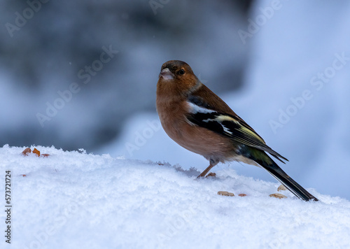 chaffinch in the snow