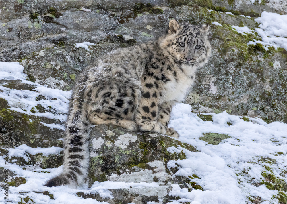 Obraz premium snow leopard cub in snow