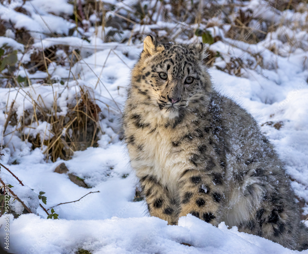 Fototapeta premium snow leopard cub in snow